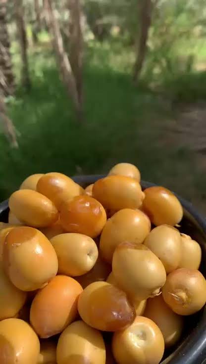 رطب نبوت سيف
